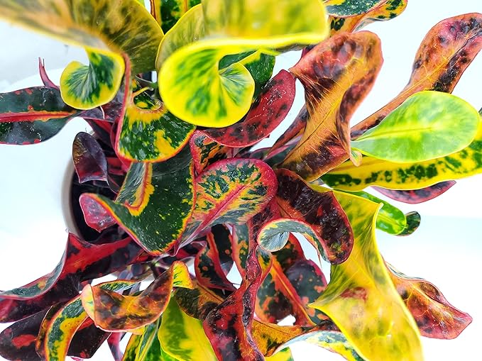 Croton Mammy - 16" to 20" Overall Height - Live Variegated Plant - Tropical Plants of Florida (Plant in Growers Pot)