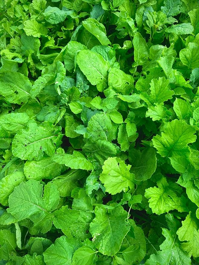 Kill Plot Food Seed Mix for Deer, 1/3 Acres or 3 Acres, Highly Attractive Mix of Brassicas, Clovers, and Chicory, Made for Small Plots