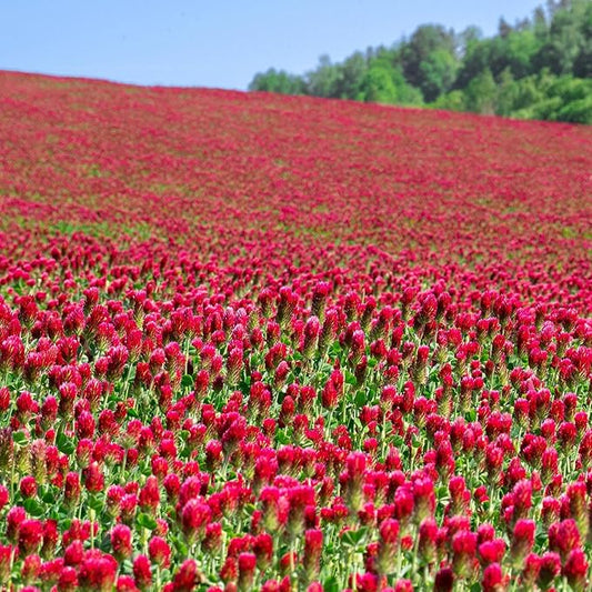 Crimson Clover – 5 lb Bulk (~232,000) for Cover Crops, Pasture, Hay, Wildlife Forage, Pollinator Attraction & Green Manure – Legume for Planting