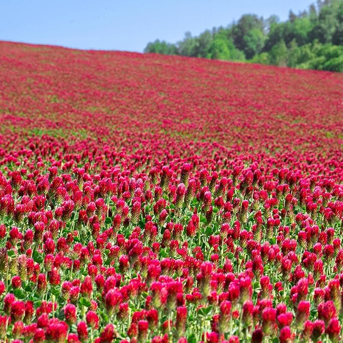 Crimson Clover Seeds – 1 lb (~46,400 Seeds) for Cover Crops, Wildlife Forage, Pasture, Hay, Pollinator Attraction, Green Manure & More – Legume Clover Seeds for Planting