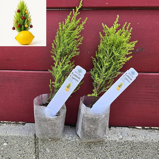 Lemony Christmas Tree. Lemon Cypress 'Goldcrest' (Cupressus Macrocarpa) - Vibrant Yellow-Green Foliage, Citrus Scent, Indoor/Outdoor (2 Cypress-Lemon sacs)