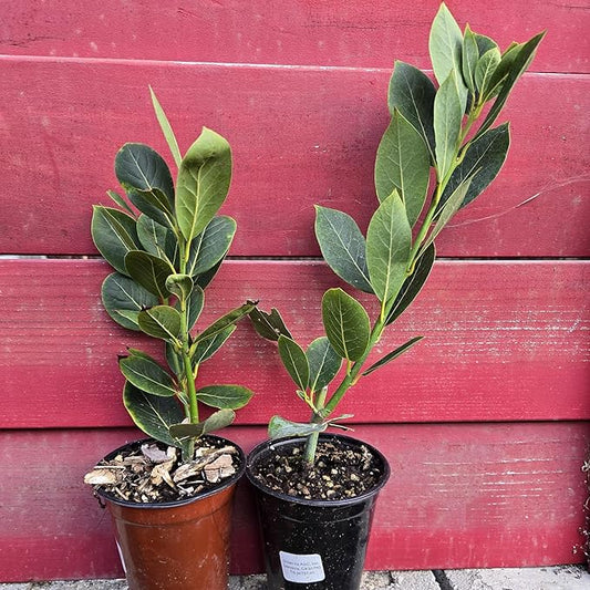 Mediterranean Bay Leaf, Bay Laurel Live Plant. Standard Variety - Laurus Nobilis. Live Plant. Fragrant, Fresh, Edible. Best for Ground Planting Outdoor. (2 Bay Laurel. 4 inch pots)