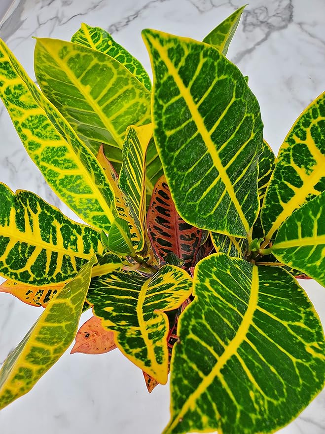 Croton Plants (Petra, 1 Gallon/6" Nursery Pot)