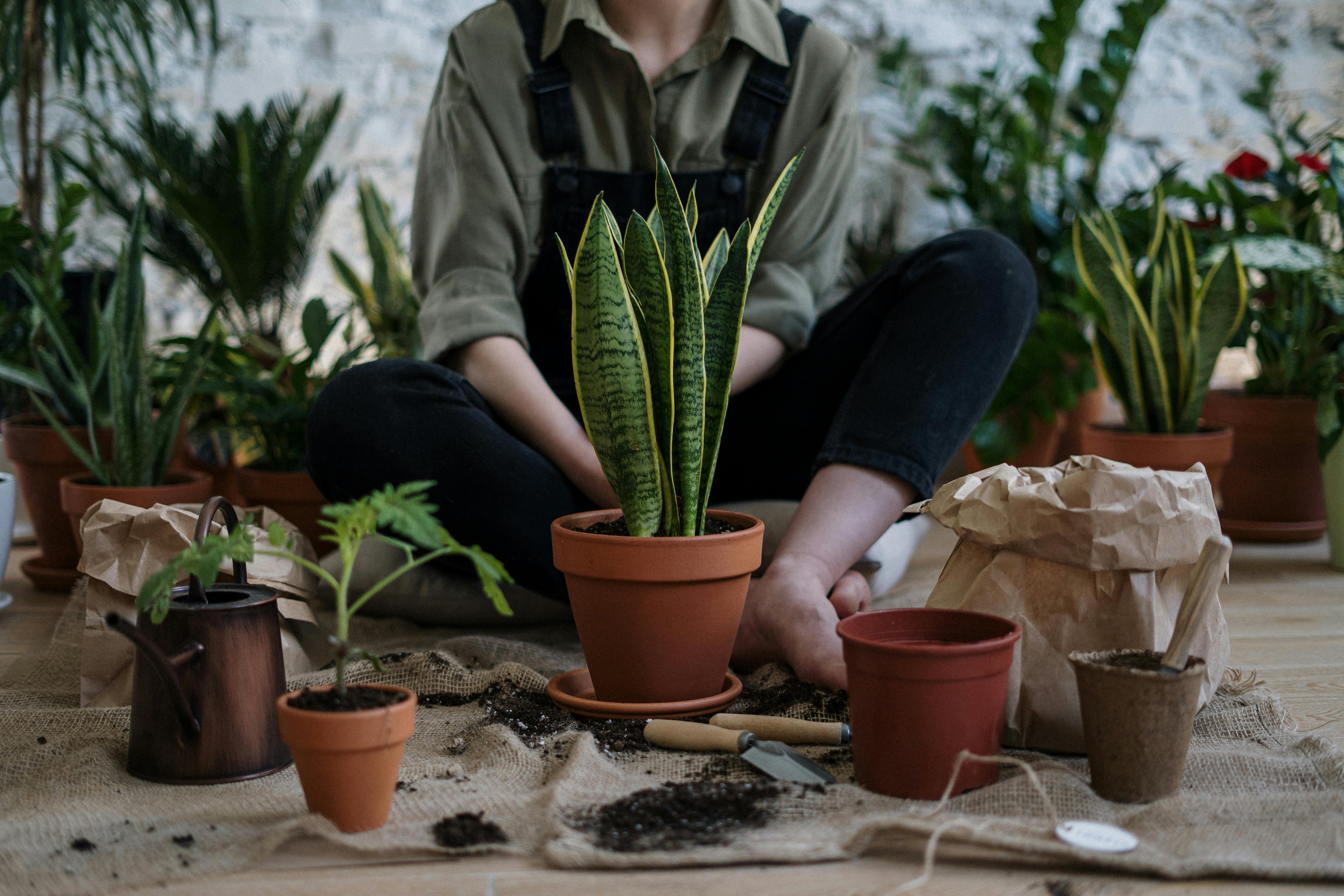Indoor gardening scene with potted houseplants, soil, tools, and a person sitting behind the workspace, showcasing essential supplies for home plant care and potting.